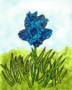 Blaue Iris Tusche